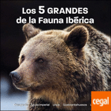 LOS 5 GRANDES DE LA FAUNA IBÉRICA